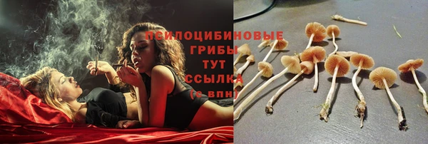 гашик Гусев