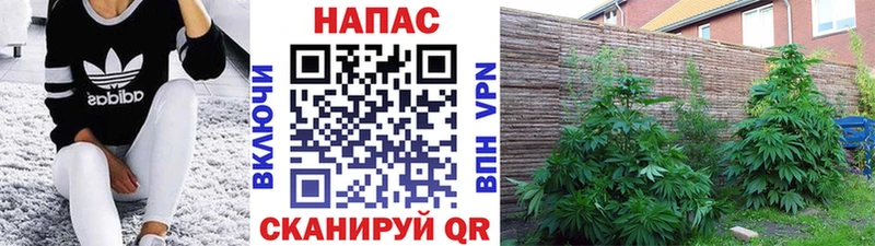 где найти наркотики  Вологда  kraken сайт  Канабис THC 21% 